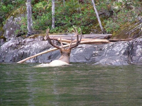 Bull Elk Swimming Coeur dâ€™Alene Lake in Idaho