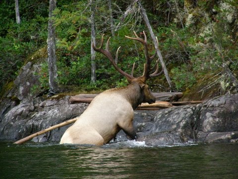 Bull Elk Swimming Coeur dâ€™Alene Lake in Idaho