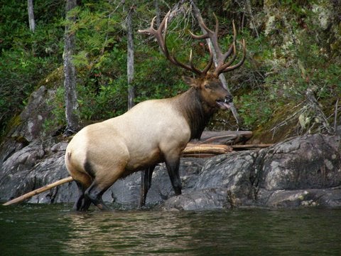 Bull Elk Swimming Coeur dâ€™Alene Lake in Idaho