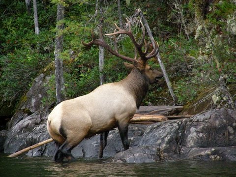 Bull Elk Swimming Coeur dâ€™Alene Lake in Idaho