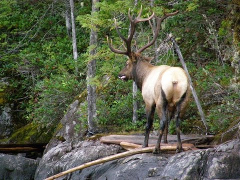Bull Elk Swimming Coeur dâ€™Alene Lake in Idaho