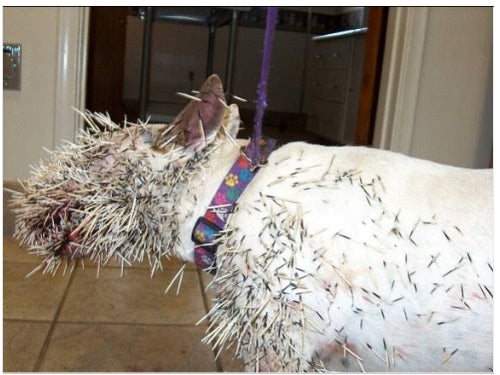 Pit Bull full of Porcupine Quills
