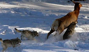 Wolves Attacking and Killing Elk