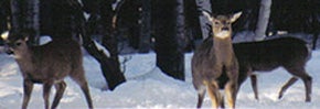 Maine Deer in Winter Snow