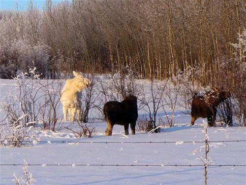 Albino Moose