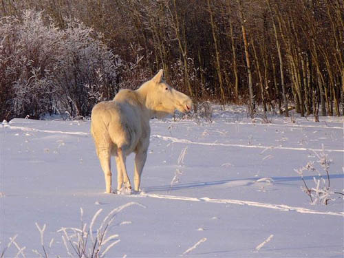 Albino Moose