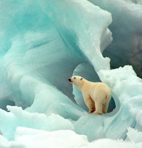 Polar Bear