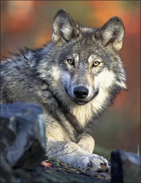Gray Wolf