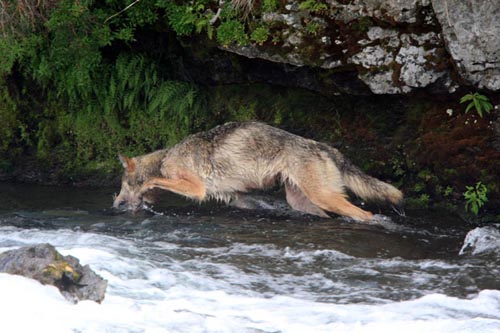 Alaska Gray Wolf Fishing for Salmon - Katmai National Monument