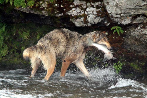 Alaska Gray Wolf Fishing for Salmon - Katmai National Monument