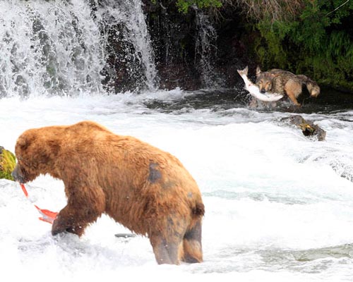 Alaska Gray Wolf Fishing for Salmon - Katmai National Monument