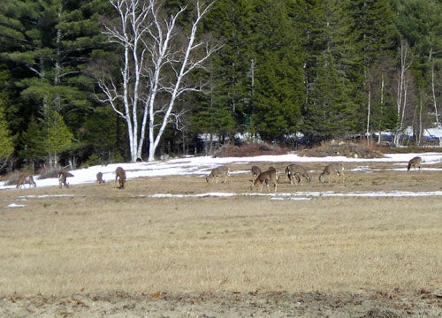 Deer In The Field
