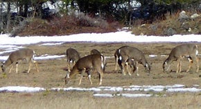 Maine Deer in Springtime