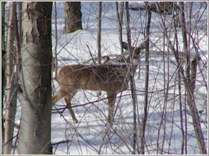 Deer in Winter