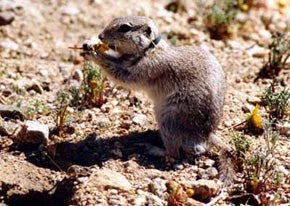 Mojave Ground Squirrel