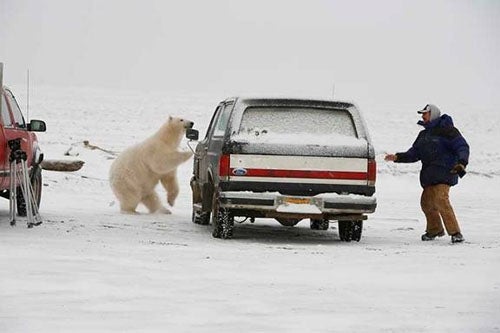 Polar Bear Chases Man