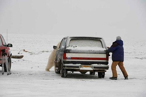 Polar Bear Chases Man