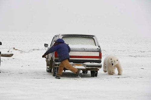 Polar Bear Chases Man
