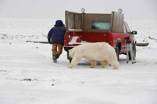 Polar Bear Chases Man