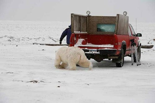 Polar Bear Chases Man
