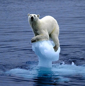 Polar Bear Sitting Atop a small Iceberg