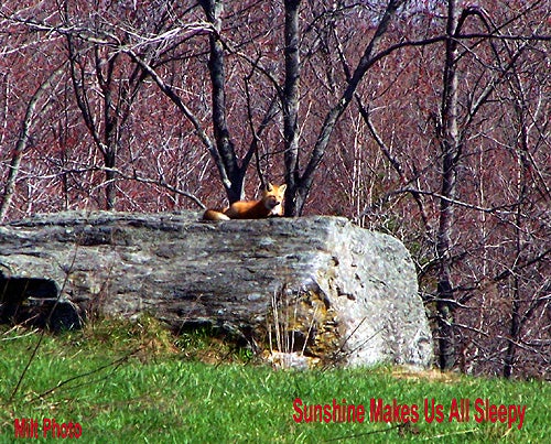 Red Fox Basking in the Sun on a Big Rock