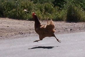 Why Did The Chicken Cross The Road?