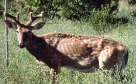 Chronic Wasting Disease infected deer.