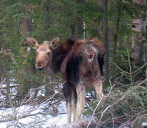 Tick Infested Moose
