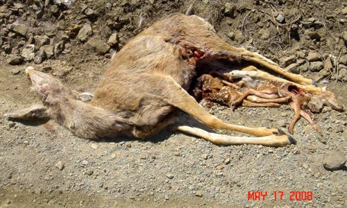 Mule Deer and Two Fetuses Killed by Wolves