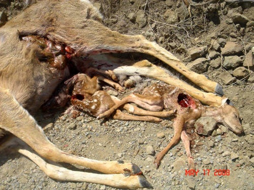 Mule Deer and Two Fetuses Killed by Wolves