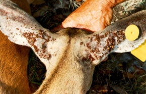 deertickinfested