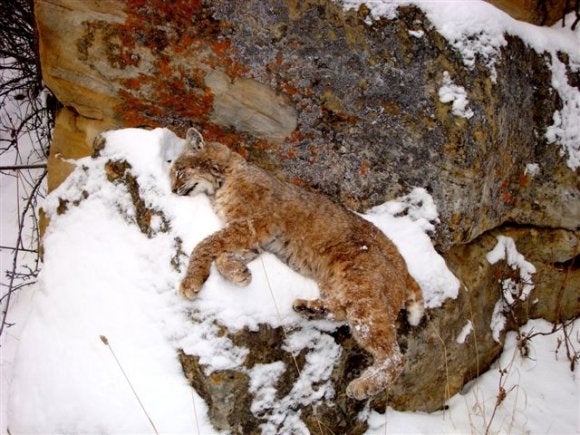 jim richards' bobcat - Wyoming