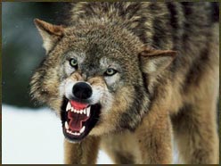 wolfvicious