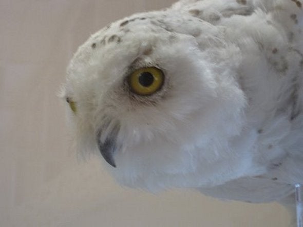 owl