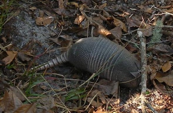 armadillo