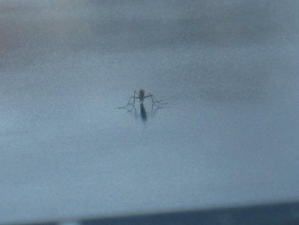 mosquito clinging to windshield of car