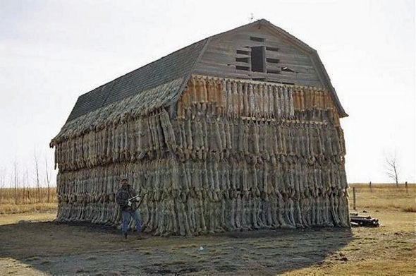 coyotes covering the barn