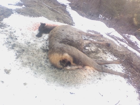 North Idaho Elk kill by Wolves