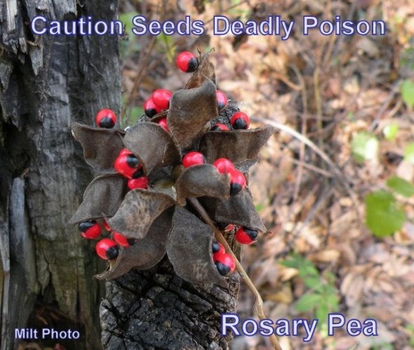 rosary pea
