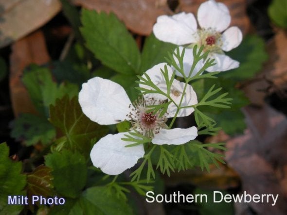 southern dewberry