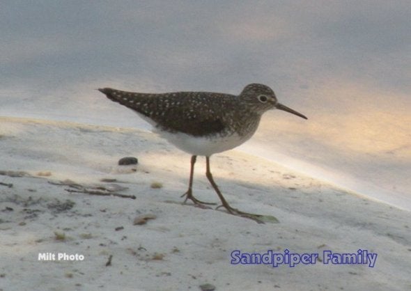 sandpiper