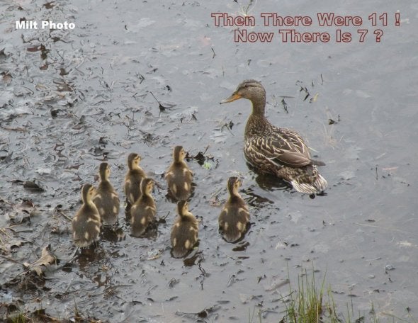 ducks