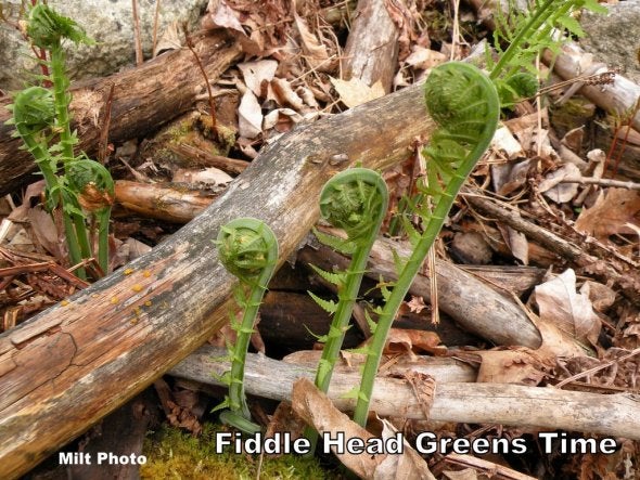 fiddleheads