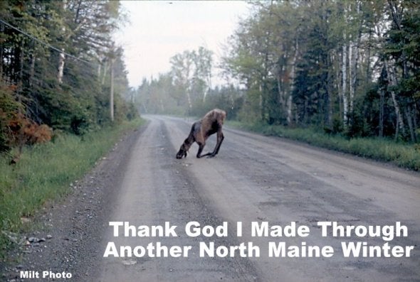 moose praying
