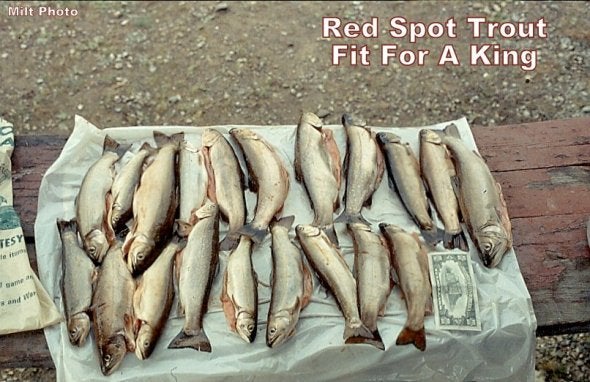 brook trout