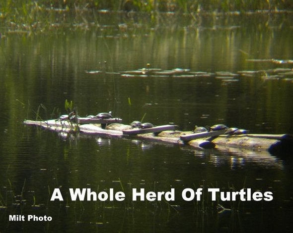 herd of turtles