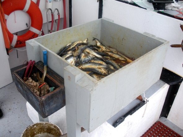 herring bait