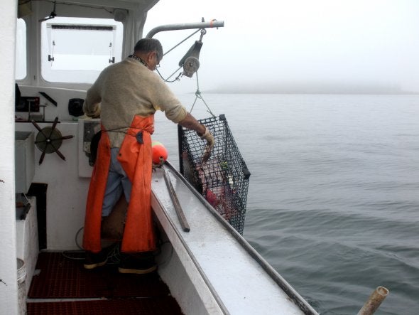 pulling lobster traps