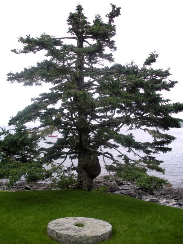 Coastal Trees